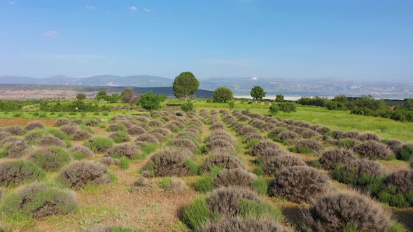 Immature Lavender Field alt