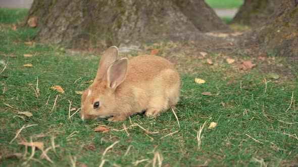 Small Cute Rabbit Eating Grass in Public Park