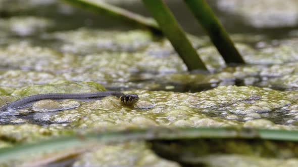 Dice Snake Swims Through Marshes of Swamp Thickets and Algae. Slow Motion. alt
