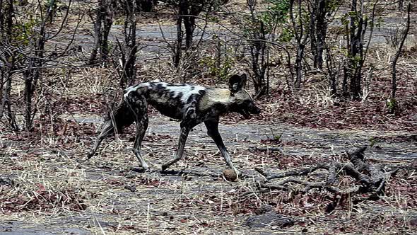 701057 African Wild Dog, lycaon pictus, Moremi Reserve, Okavango Reserve in Botswana, Slow motion alt