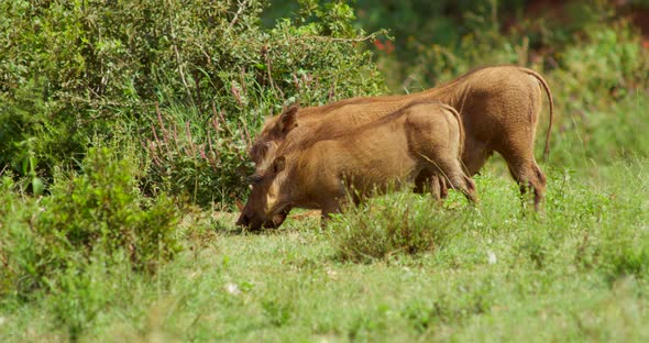 African Wildlife Warthog and Piglet Grazing on Grass and Bushes alt