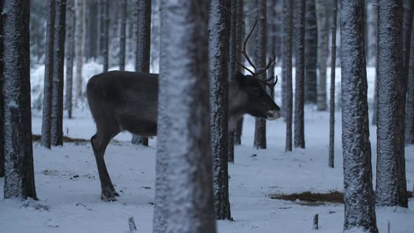 One Noble Deer Standing and the Second Running in a Dense Pine Forest at a Road