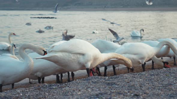 A Group of Swans in Eforie South, Romania alt