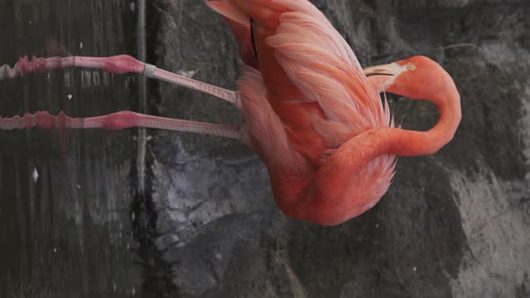 Vertical video of a coral american flamingo grooming itself while standing in shallow-water alt