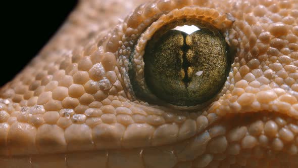 Macro Video Gecko Eyes, Which Often Breathes alt