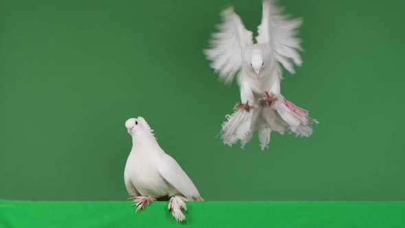 A Dove with White Plumage Looks Around Then Another Dove Flies Up to It alt