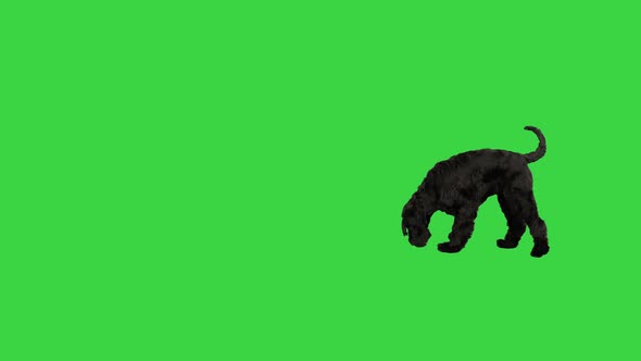 Giant Schnauzer Dog with Black Fur Searching and Smelling for Something on a Green Screen Chroma Key