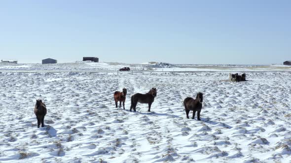 A Pack of Beautiful Icelandic Horses in Snowy Conditions alt