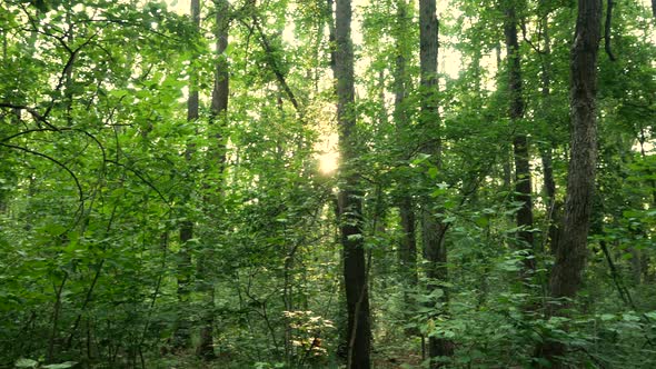 In Summer the Sun Shines Through the Green Foliage of Trees in the Forest