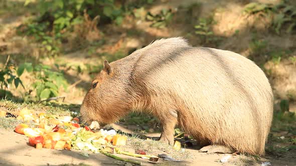 Capibara Eating Fruit