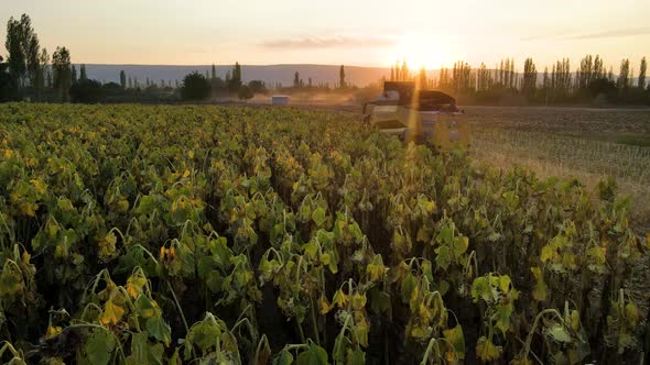 Harvesting Sunflowers Growing in a Farmer's Field alt