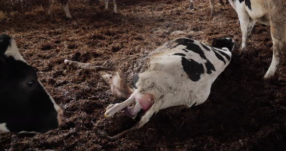 Exact Moment When A Cow Gives Birth To A Calf On A Dairy Farm. Breeding Cattle alt