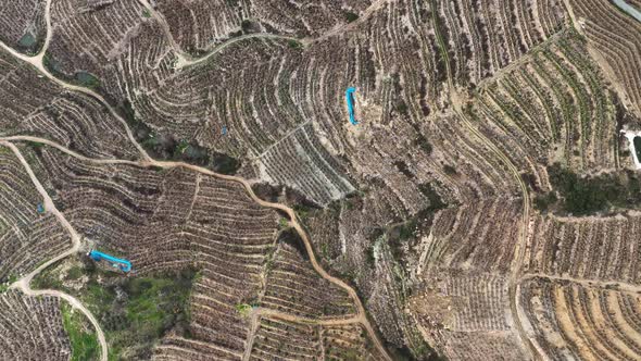 Dry Banana Plantations Aerial View 4 K alt