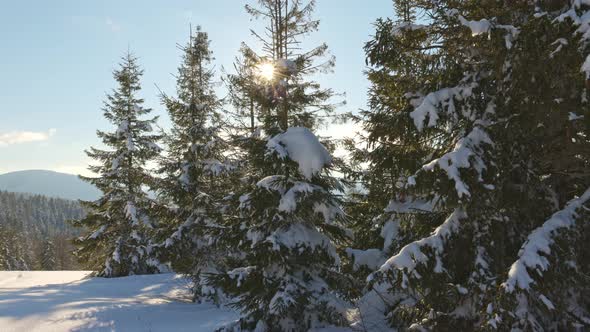 Closeup of Fir Trees Against the Background of the Bright Winter Sun in the Snowcapped Mountains of alt