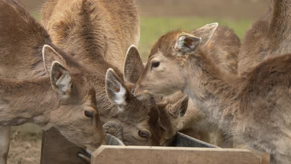 Group of young cute deers eating together outdoors on farm,close up slow motion alt