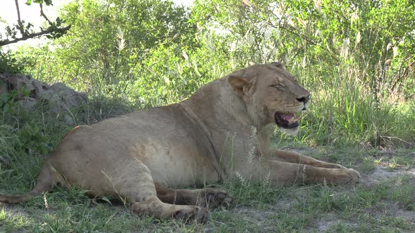Young male lion panting while lying in shadow of tree, close side view alt