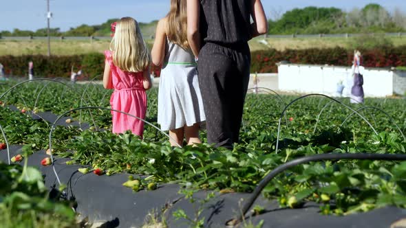 Girls walking together in the strawberry farm 4k alt