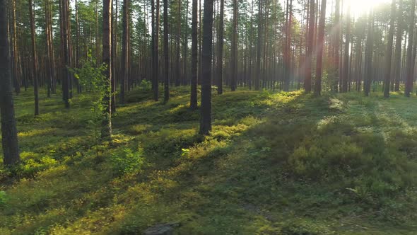 Forest from Car Window Drive By alt