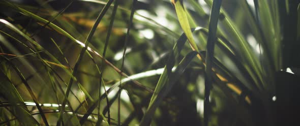 Close up of beautiful green grass alt