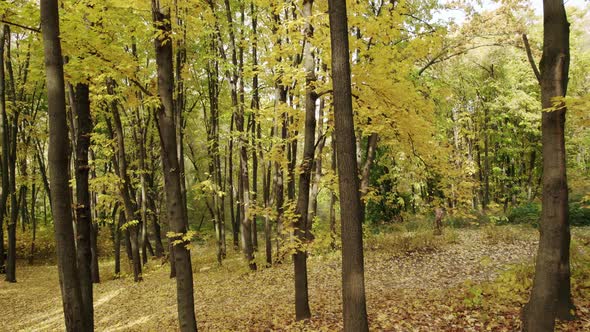 Filming in the Forest Early Autumn Mixed Forests Green and Yellow Conifers alt