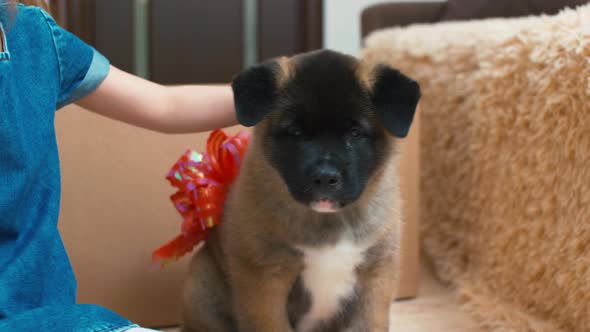 Small Akita sitting near girl on sofa