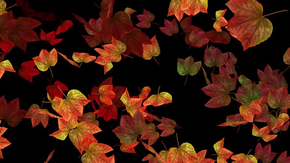 Fall Leaves - Reddish Maple - Transition 03