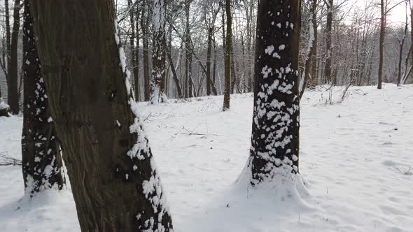 Snow covered trees in a winter park. alt