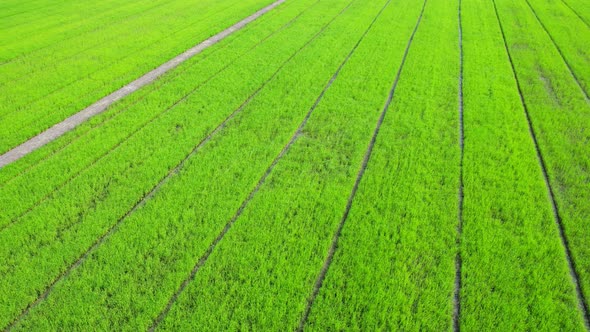 4K Aerial Wide view of Beautiful green rice fields in the rural of Thailand alt
