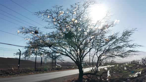 Green Tree Polluted By Human Waste From the Landfill alt