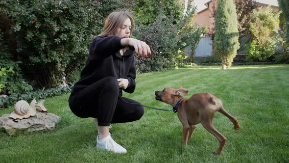 Woman Play with Her Dog on Green Backyard Active Puppy of German Boxer Jumping and Hunting for the alt