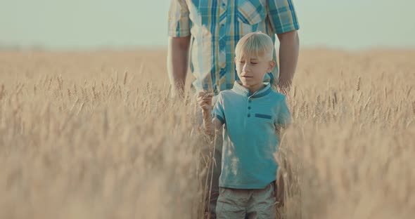 Boy Walks Across the Field and Tears Off the Ears of Wheat Plays