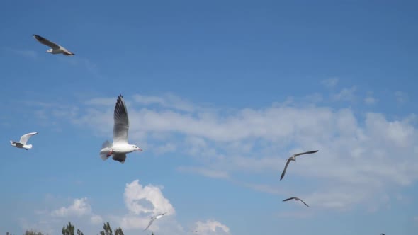 Slow motion. Seagulls fly against a blue sky with clouds