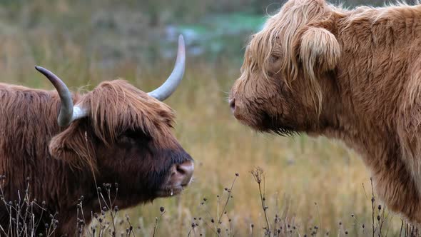 Highland Cattle - Bo Ghaidhealach -Heilan Coo - a Scottish Cattle Breed with Characteristic Long alt