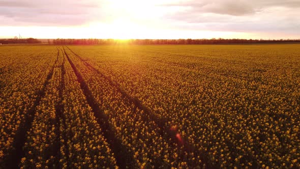 View of the Yellow Agricultural Fields of Rapeseed in the Evening