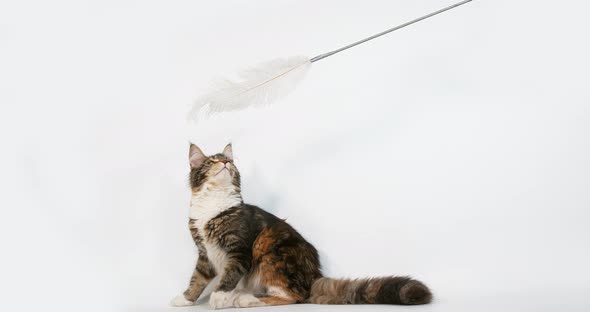 Brown Tortie Blotched Tabby and White Maine Coon Domestic Cat, Female playing   White Background alt