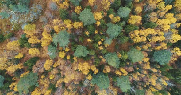 Aerial shot over trees