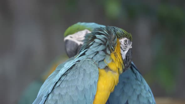 blue and yellow Macaw, Ara ararauna