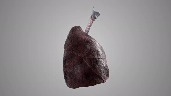Rotate Animation of Human Smoker Lungs alt