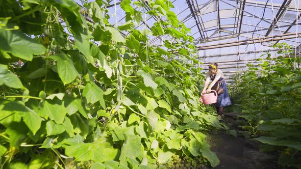 Gardener Waters Cucumber Plants Walking Along Greenhouse