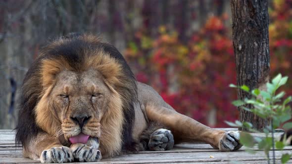 Asiatic lion (Panthera leo persica). A critically endangered species.