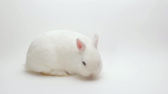 A Fluffy Cute Rabbit Lies on a White Background Sniffing and Licking Everything alt