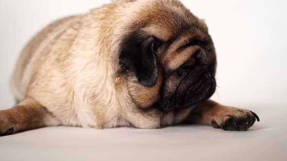 Relaxed Beautiful Pug Lying on White Background alt