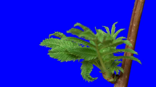 Sorbaria Sorbifolia buds opening time lapse with alpha channel alt
