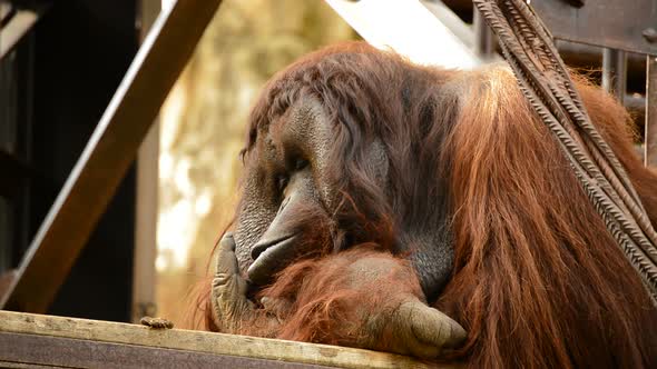 Male Orangutan Resting alt