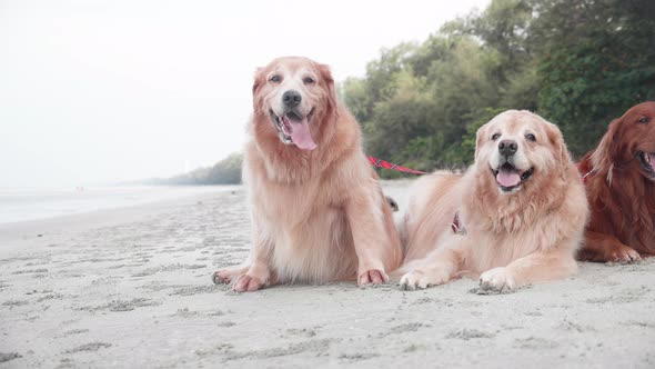 Group of Golden retriever dogs laying down on the sand and resting on the beach in the morning