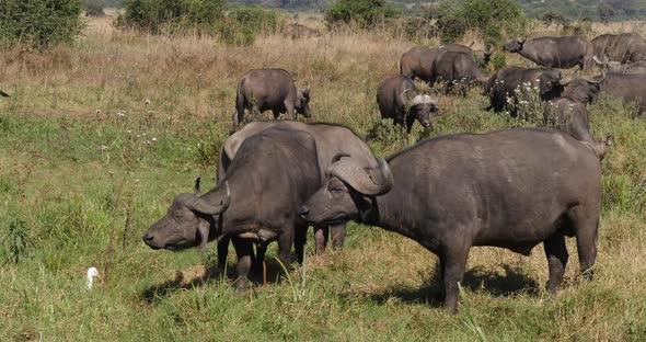 African Buffalo, syncerus caffer, Herd standing in Savannah, Nairobi Park in Kenya, Real Time 4K alt