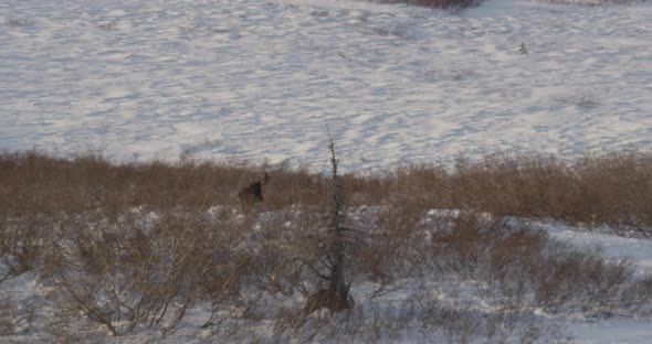 Helicopter aerial shot panning over California beachside residences, foggy day alt