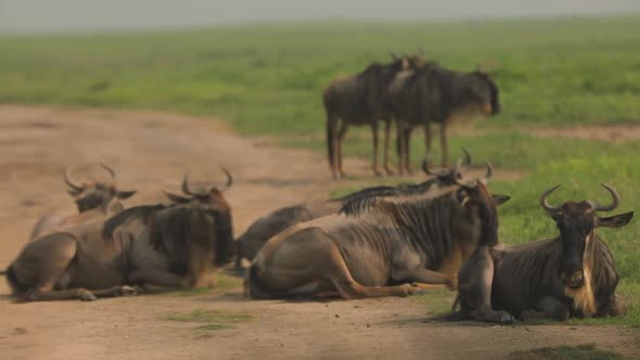 Group of Blue Wildebeest Also Called a Brindled Gnu Some Lay Some Stand Horns