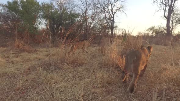 two lions walk at sun set alt