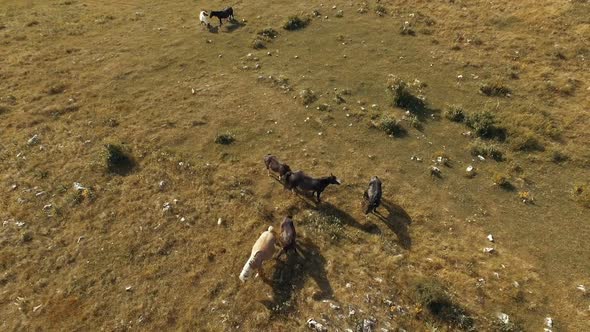 Aerial Horses Top View alt